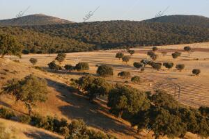 Encinas en la provincia de Avila