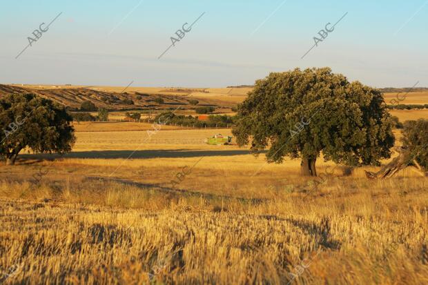 Encinas en la provincia de Avila