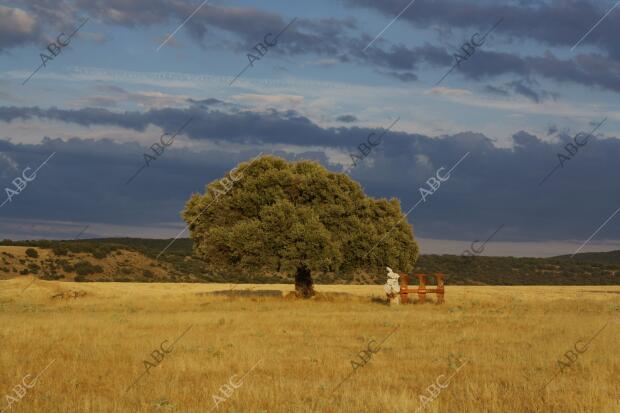 Encinas en la provincia de Avila