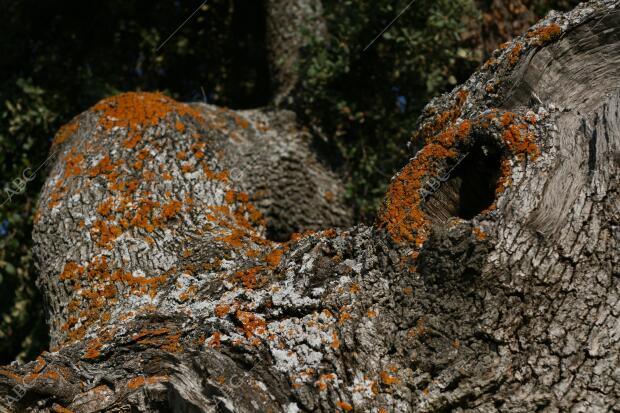 Encinas en la provincia de Avila