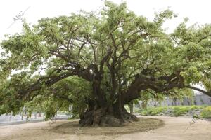 Uno de los árboles centenarios que se pueden encontrar en los jardines del...