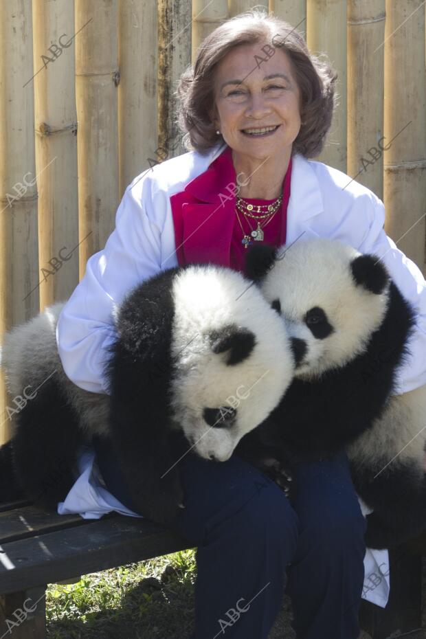 La Reina Asiste A la primera salida de los Osos Panda, que Tiene siete Meses y...