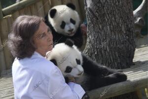 La Reina Asiste A la primera salida de los Osos Panda, que Tiene siete Meses y...