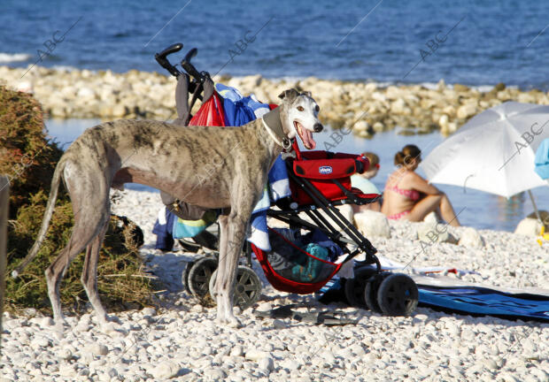 Playa de Perros en El Campello FotoJuan Carlos Soler archdc