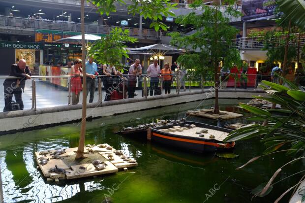 Estanque del Jardin tropical de la Estacion de Atocha