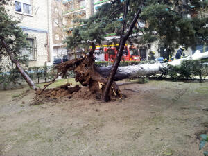 Arbol derrumbado por el viento en Toledo