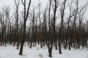 reportaje de la nieve en Distintas Zonas de la Sierra de Madrid foto Jaime...