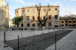 Poda del árbol de la plaza del ayuntamiento