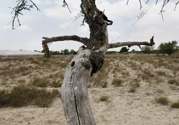 Campos de Elche Foto Juan Carlos Soler archdc