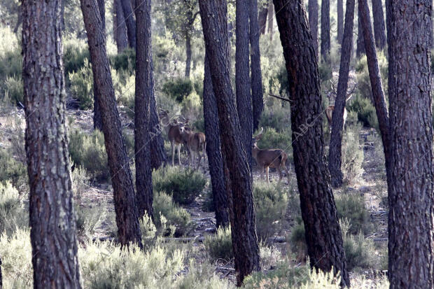 Ciervos en época de berrea en los Montes de Toledo