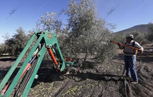 Aceitunas, oliva, catas, cooperativa, almazara