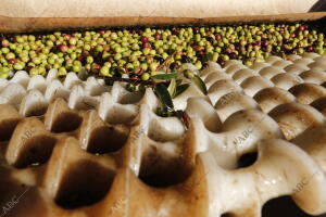 Aceitunas, oliva, catas, cooperativa, almazara