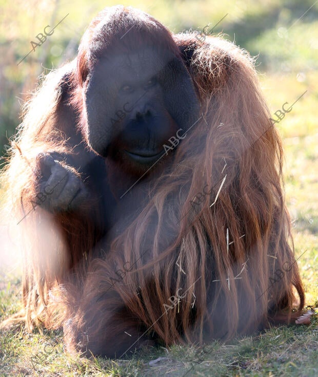 El Casar (Guadalajara), 22/12/2015. Reserva de Primates Rainfer