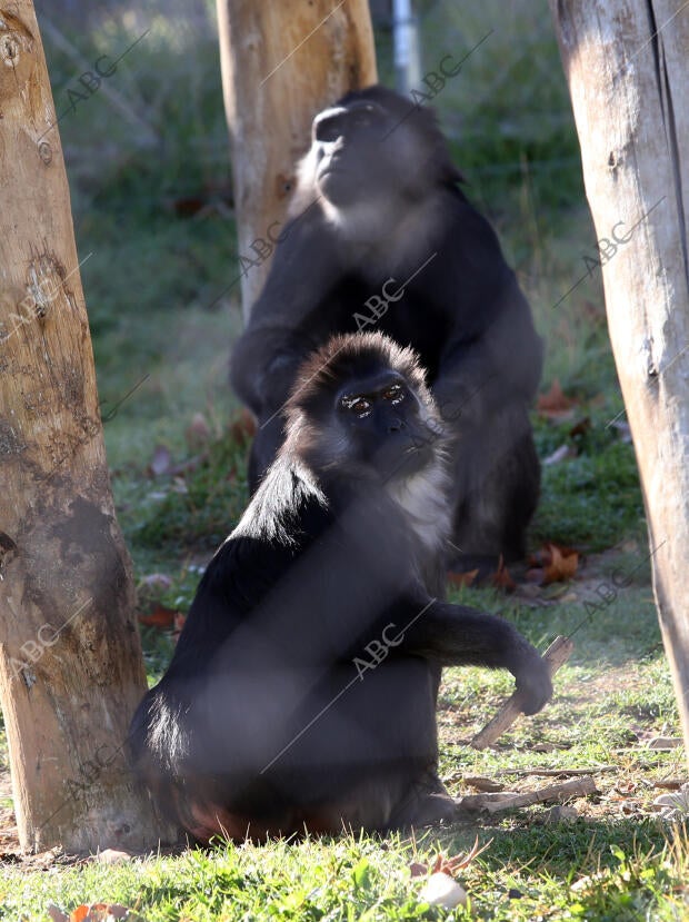 El Casar (Guadalajara), 22/12/2015. Reserva de Primates Rainfer