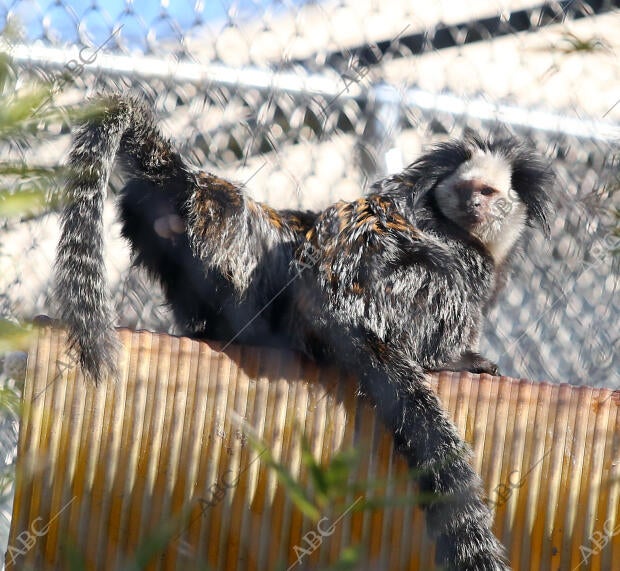 El Casar (Guadalajara), 22/12/2015. Reserva de Primates Rainfer