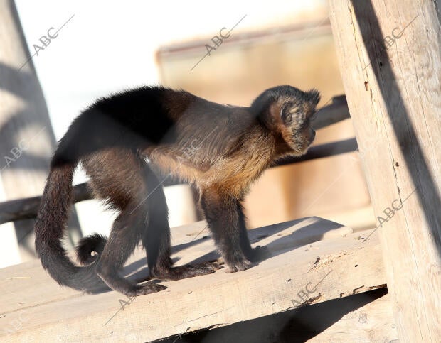 El Casar (Guadalajara), 22/12/2015. Reserva de Primates Rainfer