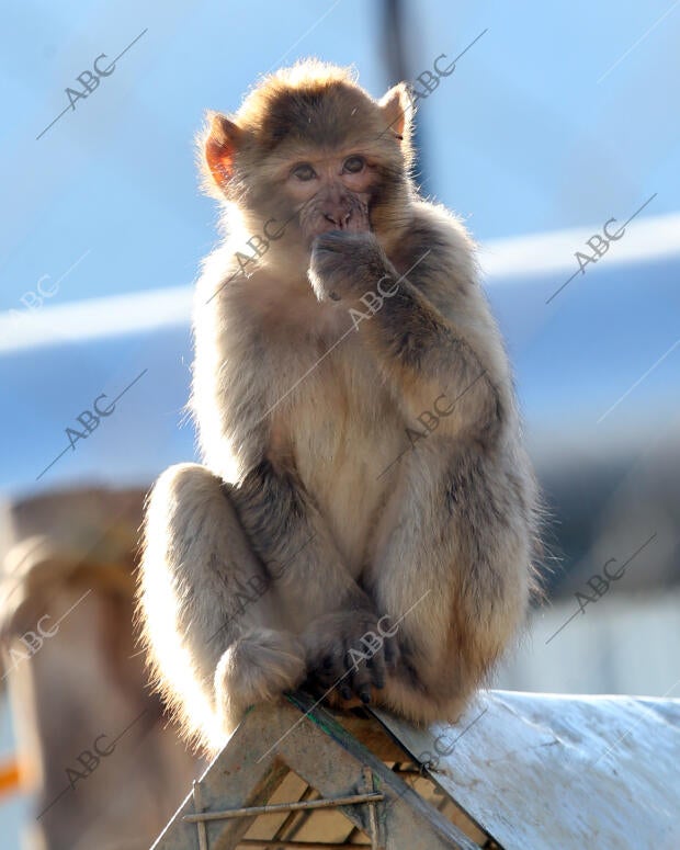 El Casar (Guadalajara), 22/12/2015. Reserva de Primates Rainfer