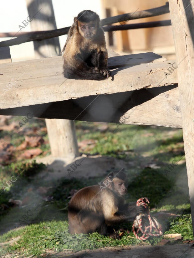 El Casar (Guadalajara), 22/12/2015. Reserva de Primates Rainfer