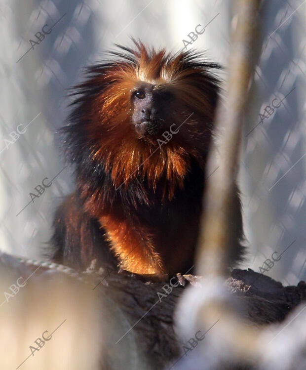 El Casar (Guadalajara), 22/12/2015. Reserva de Primates Rainfer