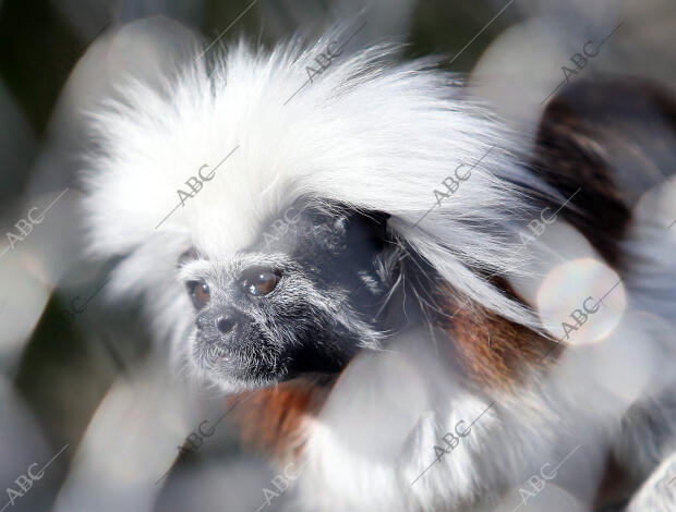 El Casar (Guadalajara), 22/12/2015. Reserva de Primates Rainfer