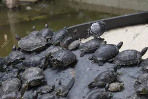 Tortugas en el estanque de la Estación de Atocha