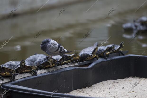 Tortugas en el estanque de la Estación de Atocha