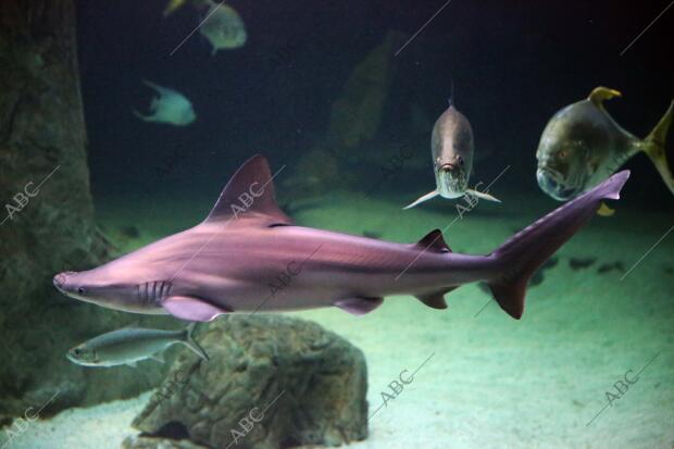 Astérix y Falbalá, los nuevos tiburones grises del zoológico de Madrid