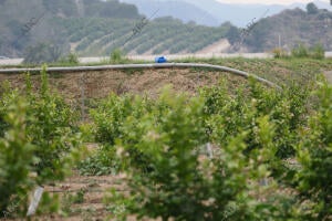 Canalización del trasvase Tajo-Segura, a su paso por Orihuela