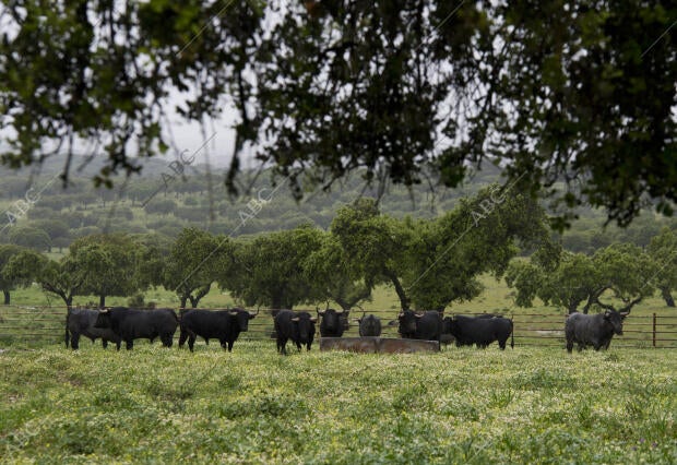 En la imagen, los toros que irán a la Feria de San Isidro de este año