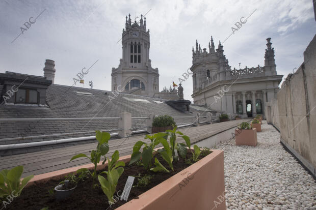 La Alcaldesa de Madrid Manuela Carmena monta un huerto urbano en la terraza del...