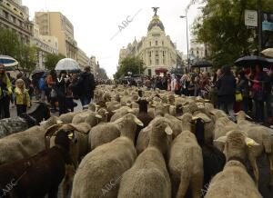 Fiesta de la transhumancia En la imagen las ovejas pasando po calle alcala...