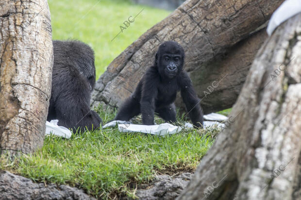 Virunga, el bebé gorila cumple un año en el Biopark de Valencia