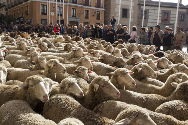 Manuela Carmena recibe a los pastores que atraviesan la capital en busca de los...