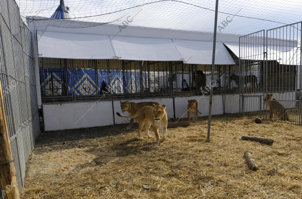 Animales en el circo Quiros