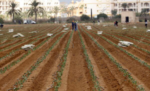 Agricultura en la manga del mar Menor