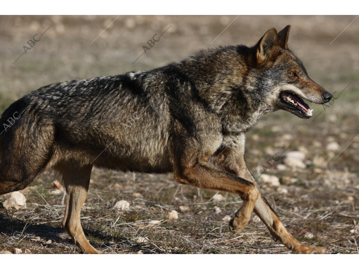Lobo Ibérico. Fauna y Acción - Archivo ABC