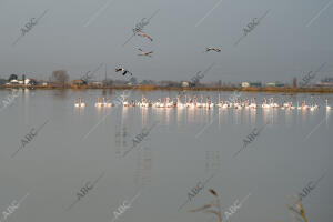 El delta del Ebro después del temporal Gloria