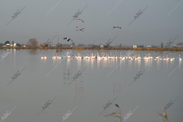 El delta del Ebro después del temporal Gloria