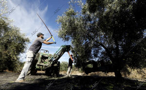 Recogida de la aceituna en un olivar de Montilla en tiempos de coronavirus