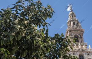 Llegada de la primavera a Sevilla con el azahar en los naranjos