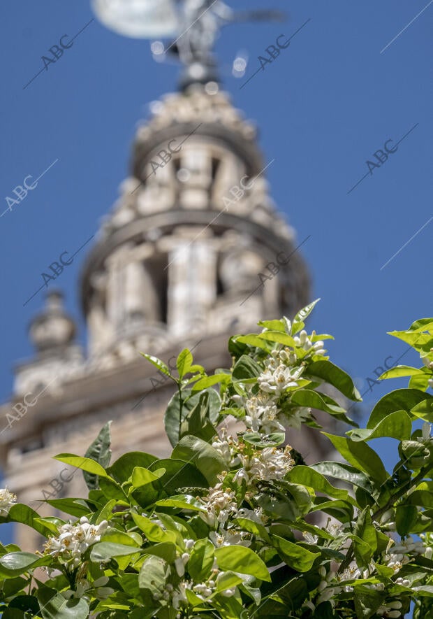 Llegada de la primavera a Sevilla con el azahar en los naranjos