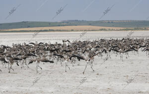 Anillamiento de crías de flamenco en la Laguna de Fuente de Piedra