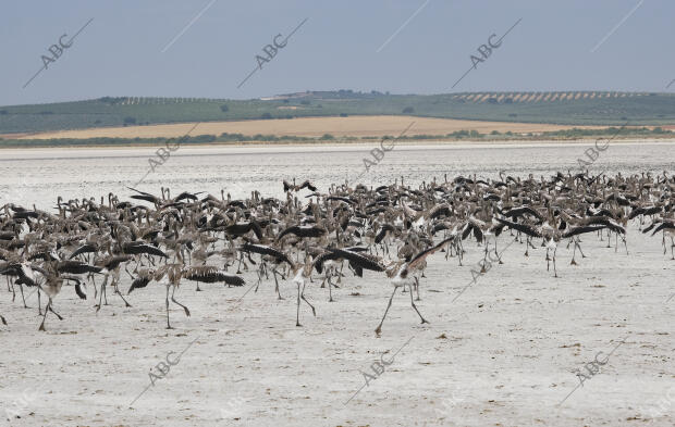 Anillamiento de crías de flamenco en la Laguna de Fuente de Piedra