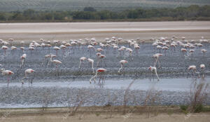 Anillamiento de crías de flamenco en la Laguna de Fuente de Piedra