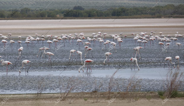 Anillamiento de crías de flamenco en la Laguna de Fuente de Piedra