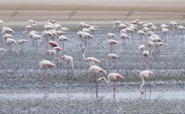 Anillamiento de crías de flamenco en la Laguna de Fuente de Piedra