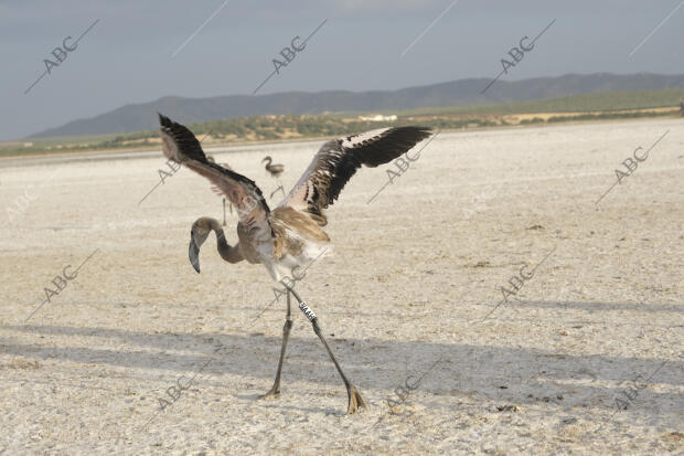 Anillamiento de crías de flamenco en la Laguna de Fuente de Piedra