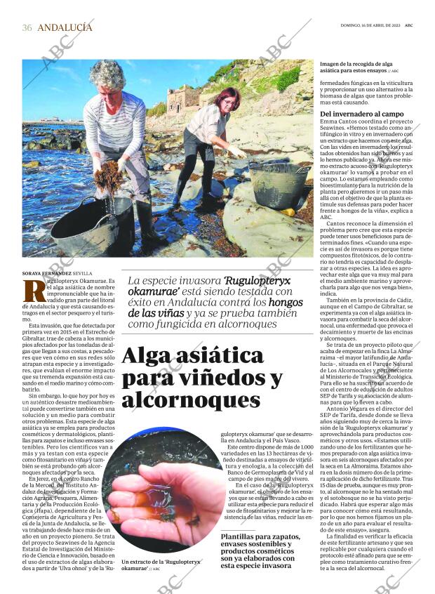 ABC SEVILLA 16-04-2023 página 36