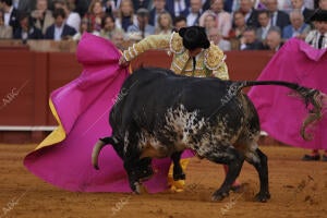 Corrida de toros celebrada en La Maestranza, para los toreros Miguel Ángel...