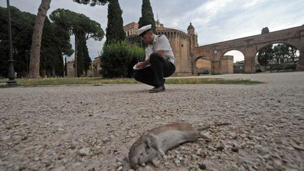 Resultado de imagen para ratas roma